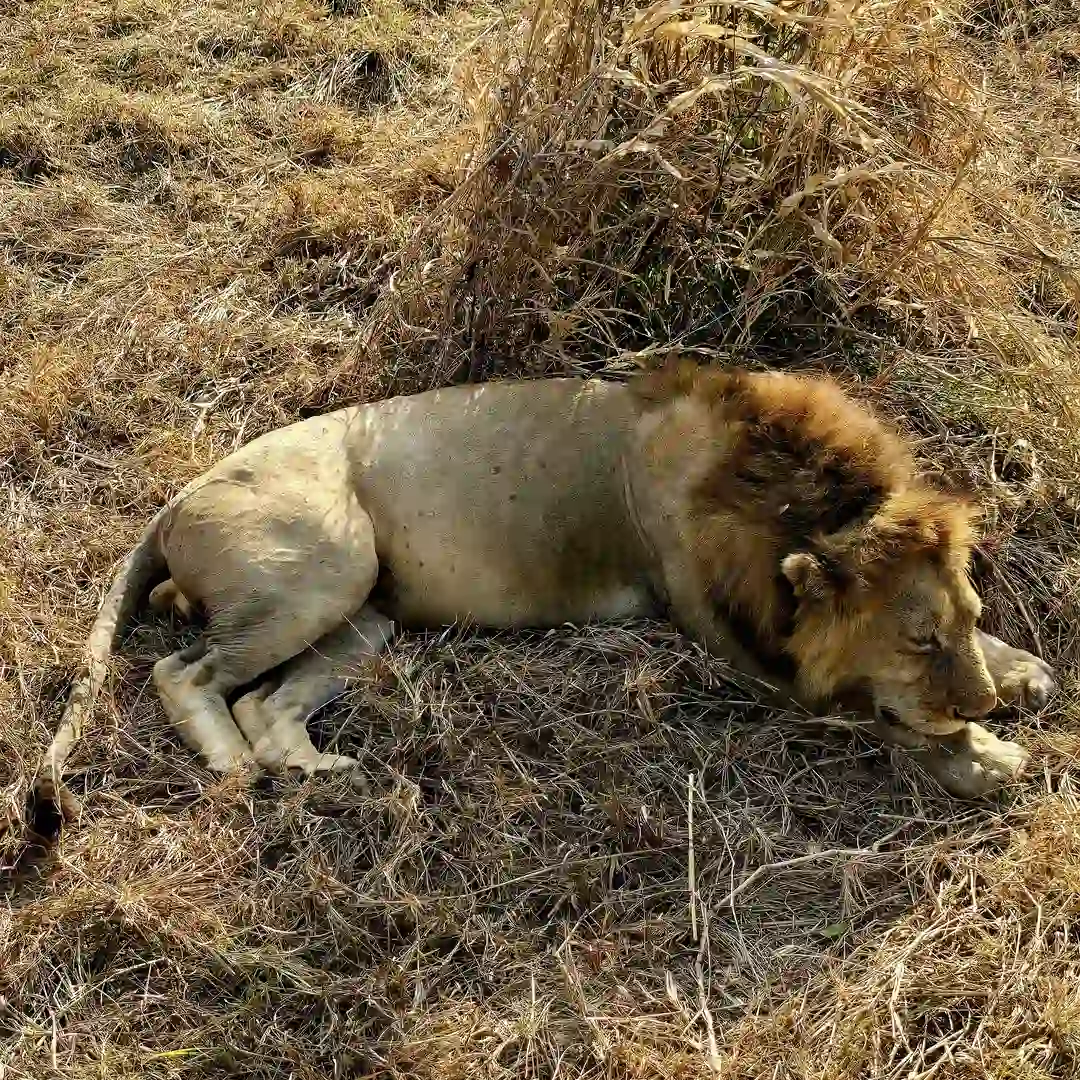 Lion in the Serengeti