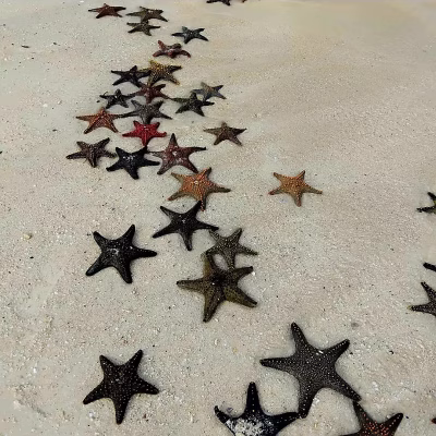 Kendwa Starfish Discovery