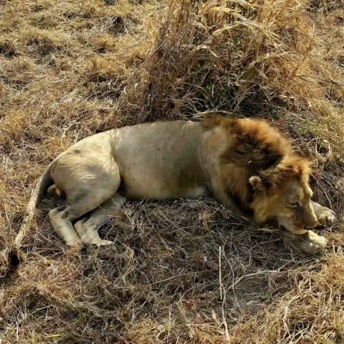 Lion in the Serengeti